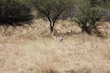 Ethiopia - Netch Sar Park - 68 - Bushbuck